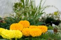 Thumbs/tn_20110709 114749 Plant stall.jpg
